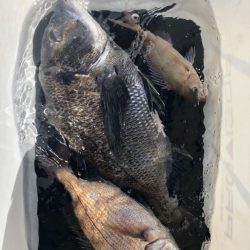 由良渡船 釣果