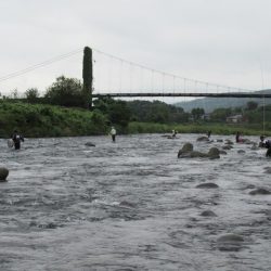狩野川（狩野川漁業協同組合） 釣果