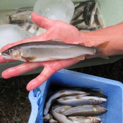 狩野川（狩野川漁業協同組合） 釣果