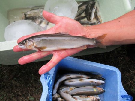 狩野川（狩野川漁業協同組合） 釣果