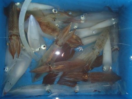 第二むつ漁丸 釣果