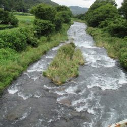 狩野川(狩野川漁業協同組合) 釣果