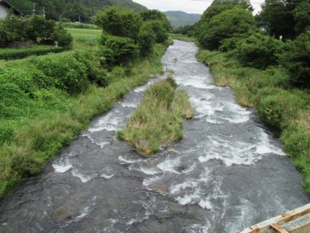 狩野川(狩野川漁業協同組合) 釣果