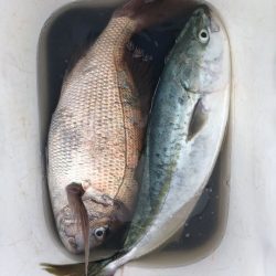 由良渡船 釣果