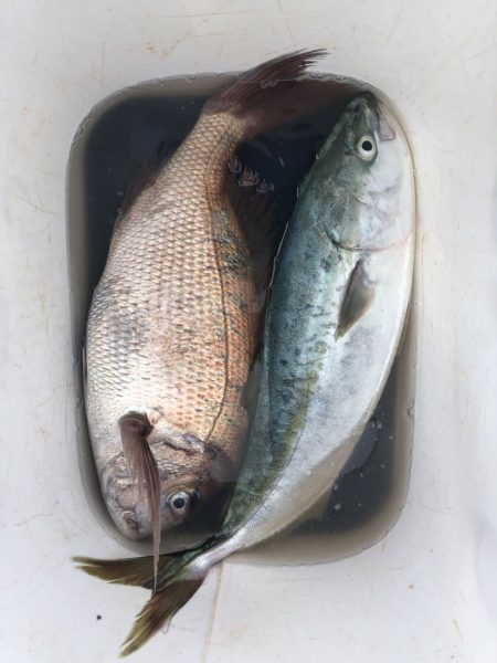 由良渡船 釣果