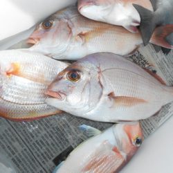 こうゆう丸 釣果