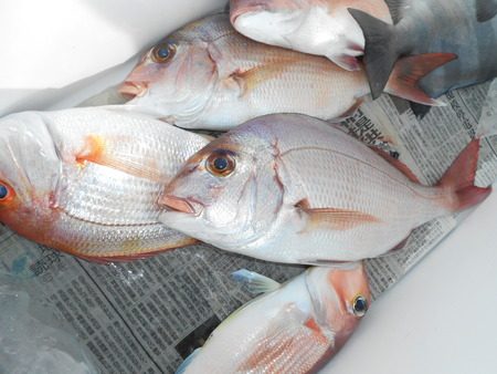 こうゆう丸 釣果