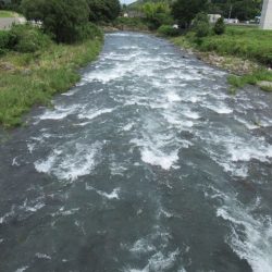 狩野川(狩野川漁業協同組合) 釣果