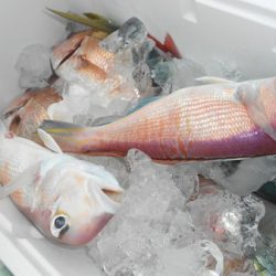 こうゆう丸 釣果