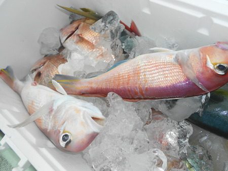 こうゆう丸 釣果