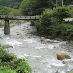 狩野川(狩野川漁業協同組合) 釣果