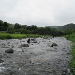 狩野川（狩野川漁業協同組合） 釣果