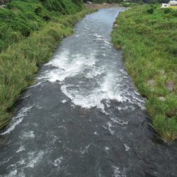 狩野川(狩野川漁業協同組合) 釣果