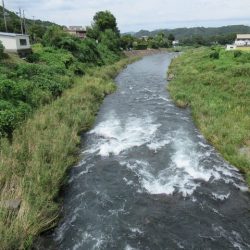 狩野川(狩野川漁業協同組合) 釣果