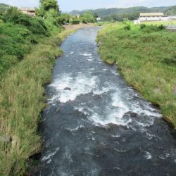 狩野川(狩野川漁業協同組合) 釣果