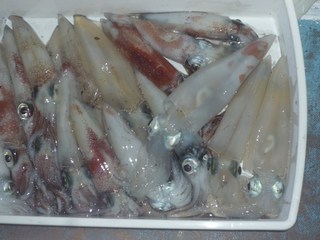 松福丸 釣果