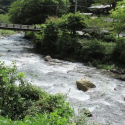 狩野川(狩野川漁業協同組合) 釣果
