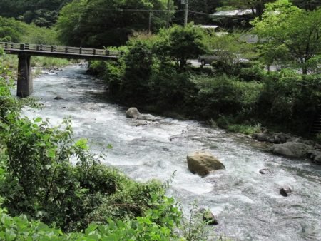 狩野川(狩野川漁業協同組合) 釣果