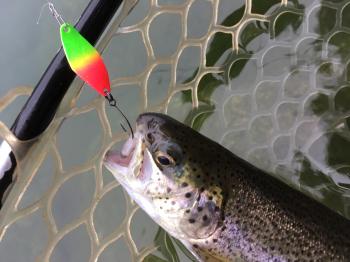 フィッシング サンクチュアリ 釣果