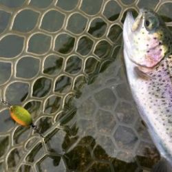 フィッシング サンクチュアリ 釣果