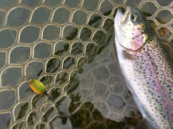 フィッシング サンクチュアリ 釣果
