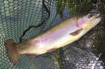 フィッシング サンクチュアリ 釣果