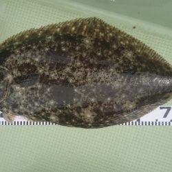 気仙沼　つり丸 釣果