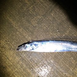 スローワインドで初タチウオ！がまかつ（ラグゼ）LUXXEワインドマスターモニターレポート