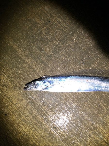 スローワインドで初タチウオ！がまかつ（ラグゼ）LUXXEワインドマスターモニターレポート