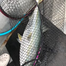 Blue.win 海人丸 釣果