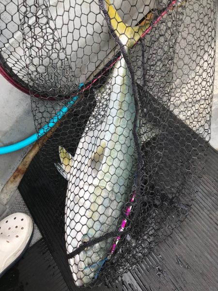 Blue.win 海人丸 釣果