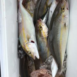 Blue.win 海人丸 釣果