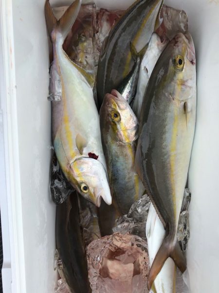 Blue.win 海人丸 釣果