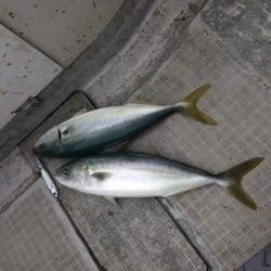 シーモンキー 釣果