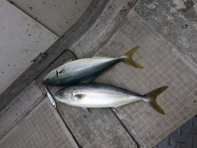 シーモンキー 釣果
