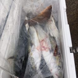 シーモンキー 釣果