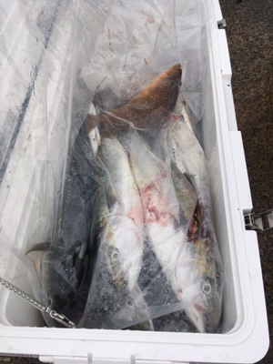 シーモンキー 釣果