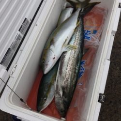 シーモンキー 釣果