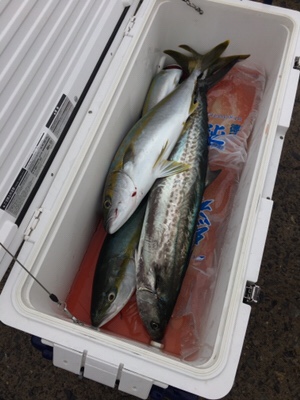 シーモンキー 釣果