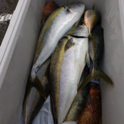 シーモンキー 釣果