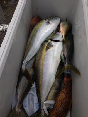 シーモンキー 釣果