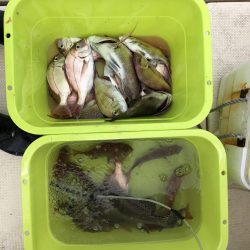 リトルワン 釣果