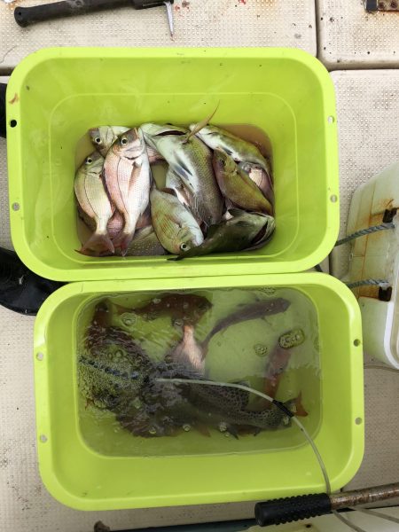 リトルワン 釣果