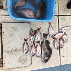 リトルワン 釣果