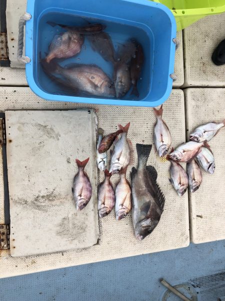 リトルワン 釣果