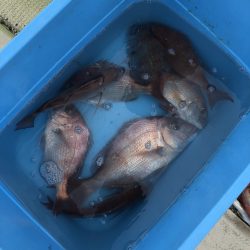 リトルワン 釣果