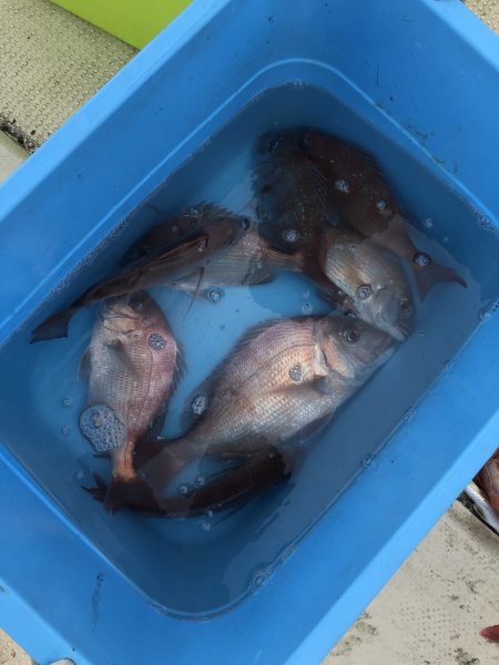 リトルワン 釣果