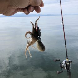 リトルワン 釣果