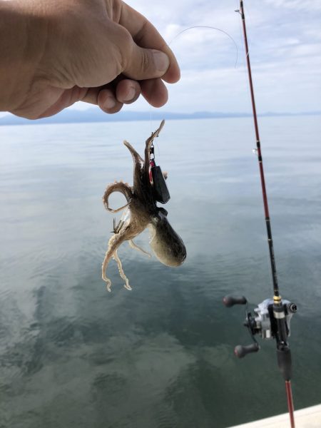 リトルワン 釣果