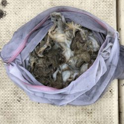 リトルワン 釣果